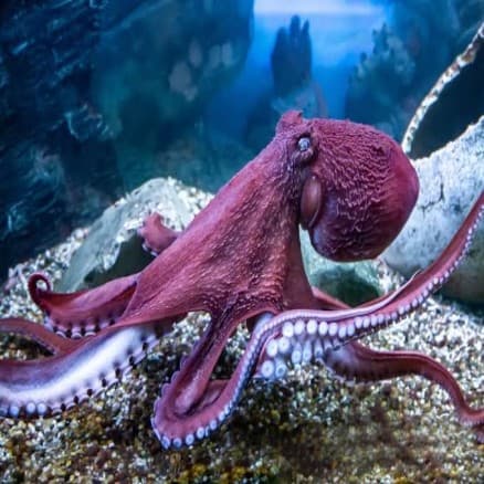 Octopus